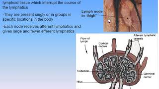 13 Lymphatic System 2 Lymph Nodes Anatomy Intro Dr Ahmed Kamal [upl. by Einaej]