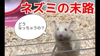 ヘビ飼育者に買われてしまったネズミの末路 [upl. by Nivat]