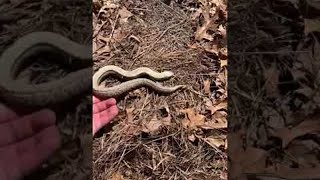 Cute Hognose Snake Playing Dead  ViralHog [upl. by Ahsirk170]