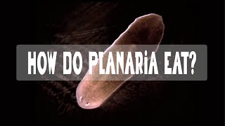 How does a Planarian eat [upl. by Odlanar]