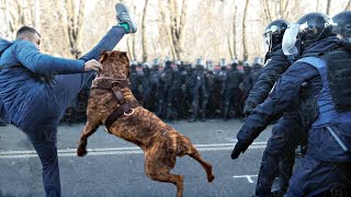 Cane Corso Cant be a Police Dog [upl. by Nibot]