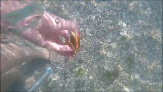 Finding Shells and Sharks Teeth using an Ocean Viewer in Venice FL [upl. by Proulx]