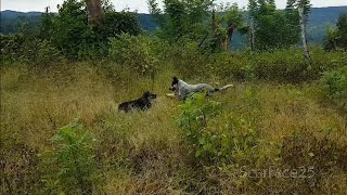 Pastor Ganadero Australiano VS Mix Pastor Akita  Blue heeler [upl. by Wons]