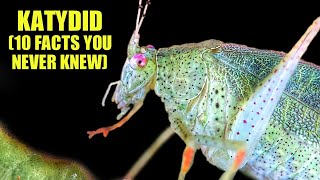 Katydid 🍃 10 FACTS You NEVER KNEW [upl. by Noside]