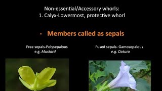 Polysepalous and Gamosepalous Flowers  Calyx  Sepals  NEET 11th CBSE BIOLOGY [upl. by Ayanad]