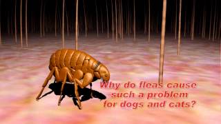 Understanding Flea and Tick Control [upl. by Sivraj702]