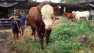 BARTER SAPI  DEMI SAPI QURBAN JUMBO GAPLO amp BOY RELA DITUKAR [upl. by Naesad846]