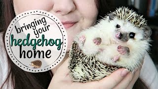 What to Expect When Bringing a Hedgehog Home [upl. by Rozelle]