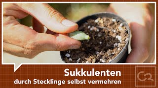 Sukkulenten durch Ableger und Stecklinge selbst vermehren [upl. by Ahtaela]