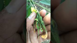 Pigeon pea pods have started sprouting nature farming pigeon shorts [upl. by Eisor283]