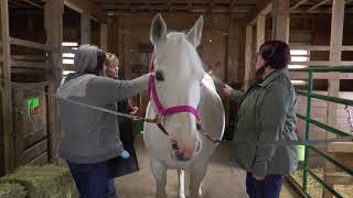 Horse Therapy Brings ‘Stable Life’ to Mental Health Clients [upl. by Ayiak]