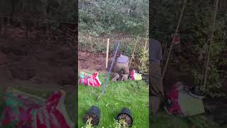 Planting a pyracantha hedgerow [upl. by Lerad]