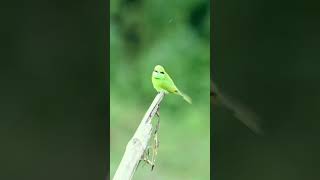 Capturing the green bee eater  Wildlife videography  Wildlife  birdwatching  birds  nature [upl. by Alehcim689]