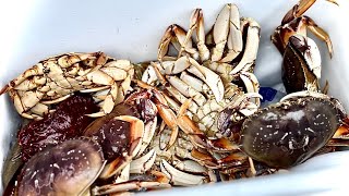 Bodega Bay Crab Fishing 🔥 Limit From The Jetty 😱 111724 [upl. by Ayyn]