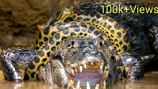 Anaconda Fight With Crocodile  Wildlife  Unbelievable Footage [upl. by Eurydice575]