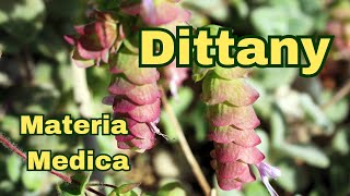 Dittany Materia Medica [upl. by Reham184]