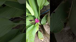 Curcuma plant [upl. by Leinad]