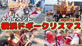 【犬イベント】ドギークリスマスで大盛り上がり 横浜に可愛いサンタさんが大集合‼️＃赤レンガ倉庫＃パピヨン＃ポメラニア＃サンタクロース [upl. by Rollecnahc]