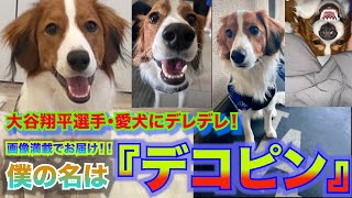 大谷翔平が愛してやまない愛犬！『僕の名は 『“デコピン”』 [upl. by Ennylhsa]