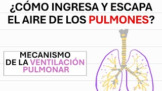 Ventilación pulmonar  Fisiología [upl. by Killoran]