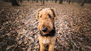 Calming Your Airedale Terrier During Thunderstorms [upl. by Weldon995]