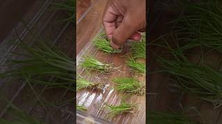 Prepping aquatic plants for planting [upl. by Jobye582]