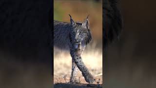 Todo sobre el LINCE IBÉRICO en 1 minuto shortviral shorts lince animales wildlife curiosidades [upl. by Indira]