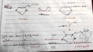 10 Histidine Aragnine Glutamic acid and Ornithine [upl. by Sorce849]