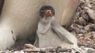 Gentoo Penguin Chicks with big appetites [upl. by Laius]