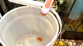 Experience How I Drip Acclimate New Fish For My Reef Tank [upl. by Charlean508]