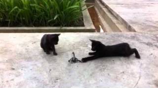 Scorpion vs cat [upl. by Cleland]