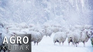 Agro kutak  Briga o životinjama zimi  24012017 [upl. by Joete]