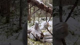 Resetting rabbit snare snowshoe hare meateater [upl. by Fidelia]