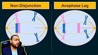 Anapahse Lag  Difference between Anaphase Lag and NonDisjunction Animated [upl. by Meuser]