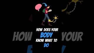 How Does Your Body KNOW What To Do shorts [upl. by Cl]