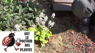 Tuto jardin Tiarella cordifolia Taille et entretien Plante vivace [upl. by Delphine344]