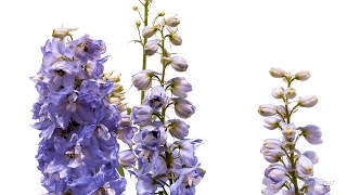 Timelapse Larkspur Flower Growing and Blooming Plant  Pflanzen Zeitraffer Rittersporn Delphinium [upl. by Einnos]