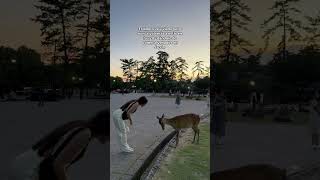 El venado lo dio todo 💋🦌 venados venados japones japon japan japantravel narajapan [upl. by Raual]