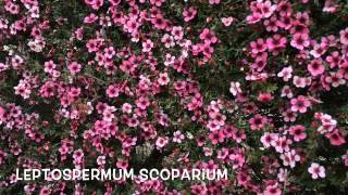 Leptospermum scoparium Garden Center online Costa Brava  Girona [upl. by Ttirrem]