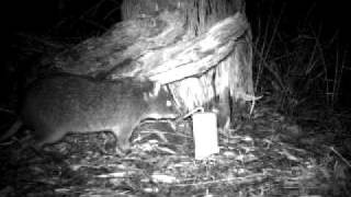 Long Footed Potoroo Potorous longipes [upl. by Broida142]