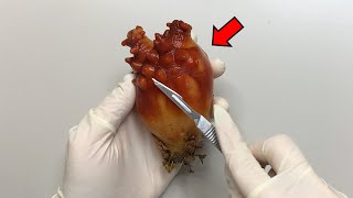 An Animal That Digests Its Brain   Sea Squirt Dissection [upl. by Adamo48]