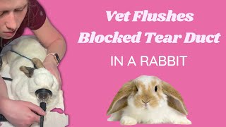 Veterinarian flushes blocked nasolacrimal tear duct in a rabbit  dacrocystitis treatment [upl. by Zima]