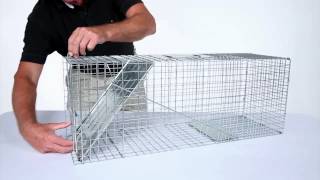 How to Set Havahart® Large 1Door Trap Model 1079 for Raccoons Cats Groundhogs and Opossums [upl. by Rehpotsihc442]