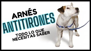 🏅 Arnés AntiTirones para Perros ¡GUÍA PASO A PASO  Easy Walk [upl. by Vale]