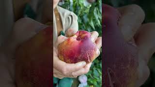 unknown fruits fruit tiktok shorts trending highlights news new allah islam ff 2025 [upl. by Boggs]