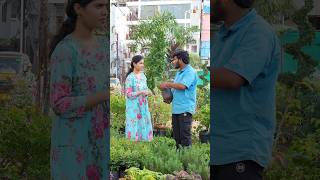 Rosemary plant which is best for Hair growth  Nursery in Hyderabad  ClassicTV  plants shorts [upl. by Pail]