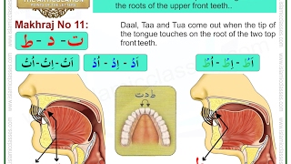 Makhraj No 1117  Makhraj of Taa Daal and Tua  Articulation Points of Arabic Alphabet Letters [upl. by Arikaahs]