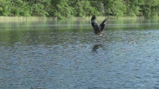 Rotmilan Milvus milvus fischt Red Kite fishing [upl. by Aivat]