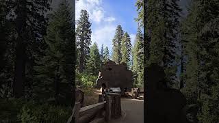 SEQUOIA NATIONAL PARK shorts youtubeshorts viralvideo youtube shortvideo sequoianationalpark [upl. by Phonsa]