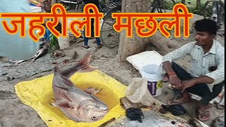 बाजार में आया बहुत अजीब मछली  fish market  fish market in Village  machali bazar [upl. by Joey]